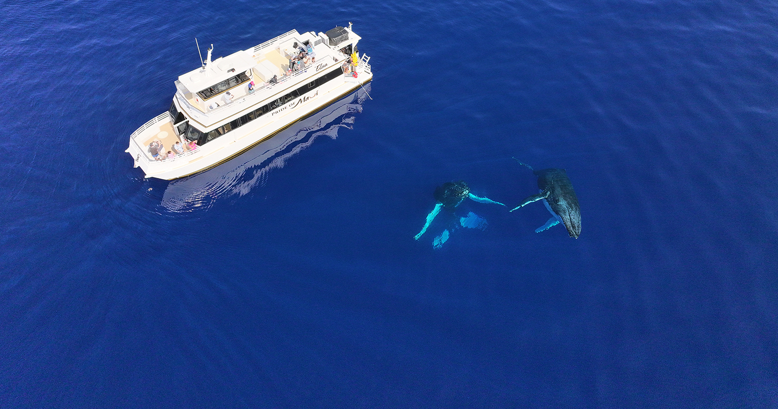 whale watching on maui aboard the elua