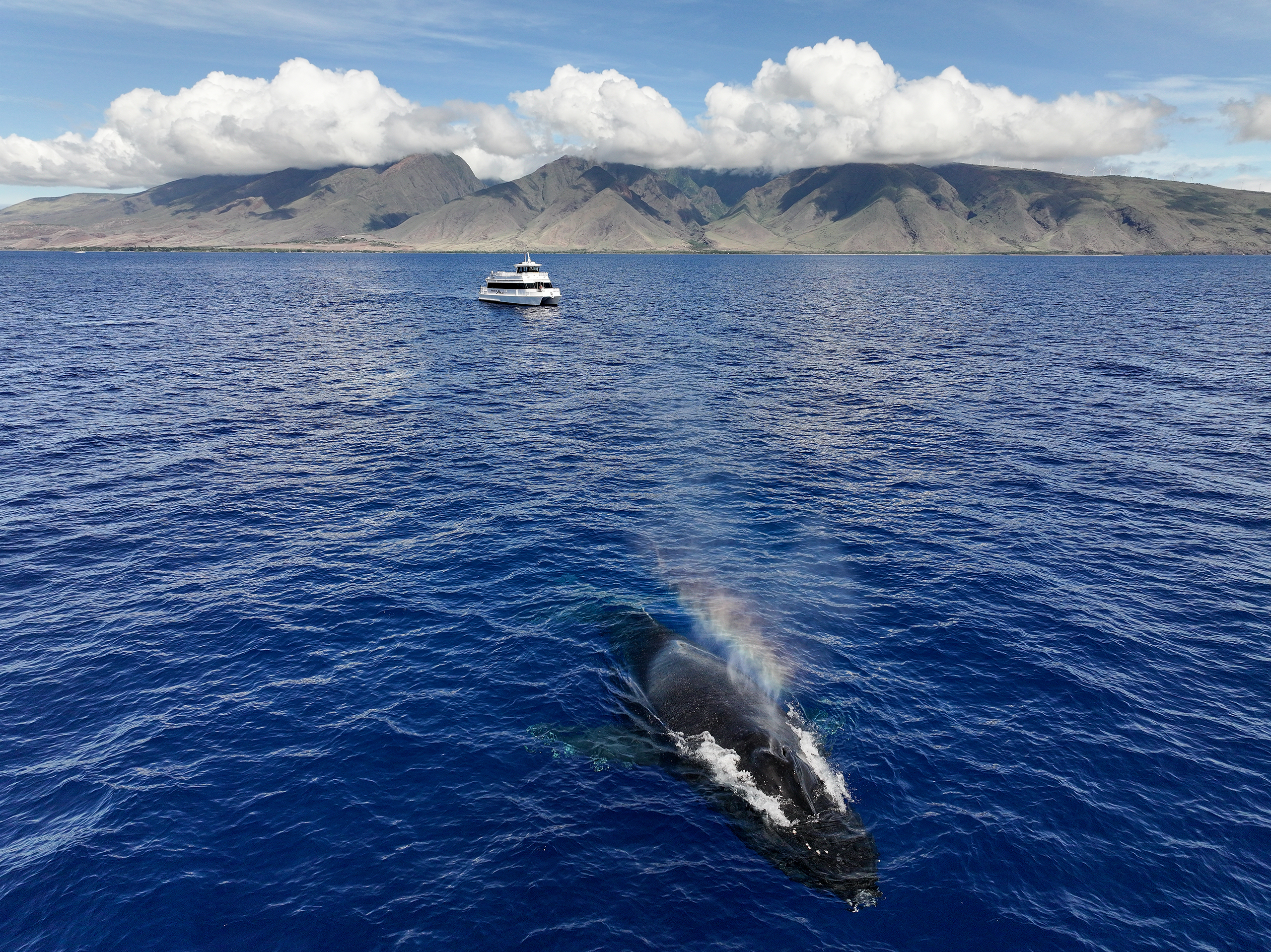 Whale Watching aboard the Pride of Maui 'Elua in Maui, Hawaii